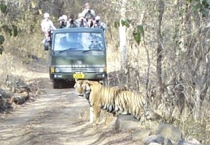 tiger closeup 4